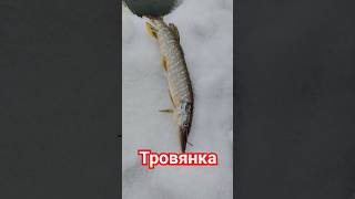 Тровянка.