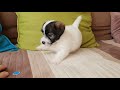 Jack Russell Terrier Jurassic Jack Fci - Litter "E" 6 weeks