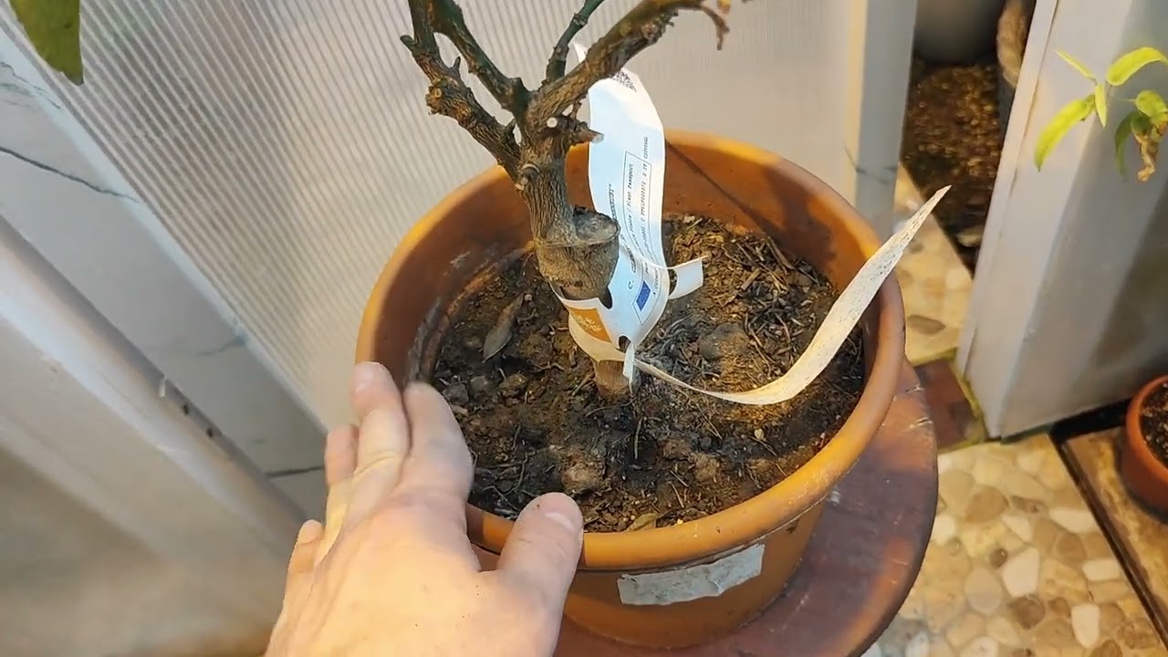 Клеменруби, пересадка, 2026