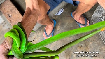 Bắt rắn lục đuôi đỏ cực độc bằng tay ko hầm làm thuốc chữa bệnh hay sdt 0375043122 p2