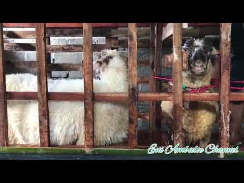 Video: Cara Menyambut Tahun Domba