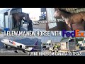 FLYING MY NEW HORSE HOME USING FEDEX?! Saulcy's first days in Texas