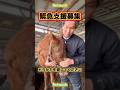 【2026.03.25】🔵引退馬を肥育場からの引退馬の緊急支援へのご協力をお願いいたします🙏　#引退馬 #動物 #保護活動 #馬 #肥育場 #保護団体 #リタッチ馬 #horse #乗馬 #河内長野市