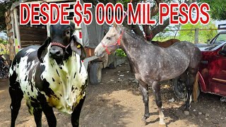 Caballos 🐎 Yeguas Potros mulas burros toros vacas becerros de buena calidad Desde 5 mil pesos