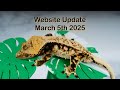 Geckos For Sale!! March 5th 2025