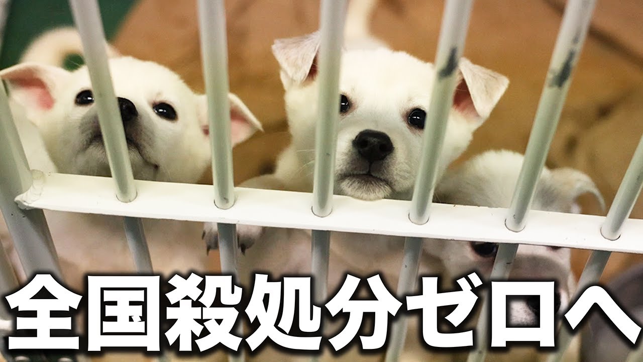 神石高原町×ピースワンコ・ジャパン】犬の保護・譲渡活動を通じて「殺