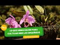 Lo que debes hacer para cultivar bien las orquídeas - TvAgro por Juan Gonzalo Angel Restrepo