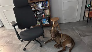 LiberNovo Maxis Unboxing & Assembly | Big Brown Baloo Helps 🐶