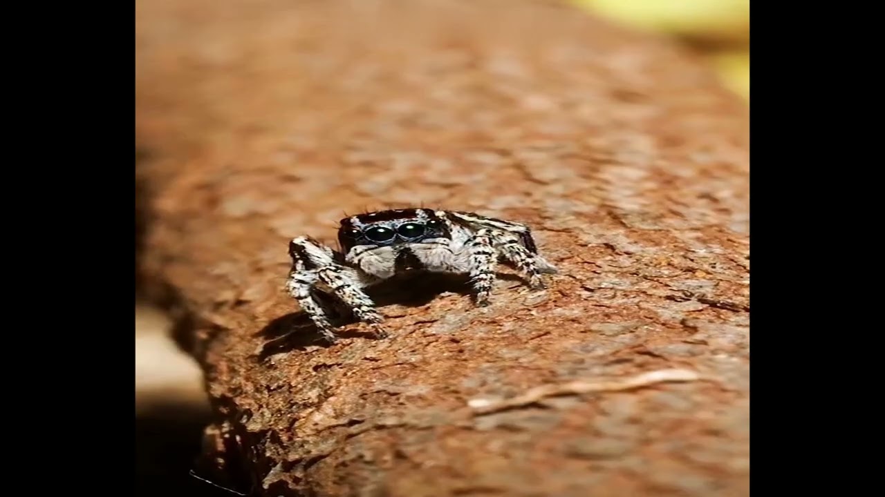 Mesmerizing Peacock Spiders | Stunning Mating Dances in Australia