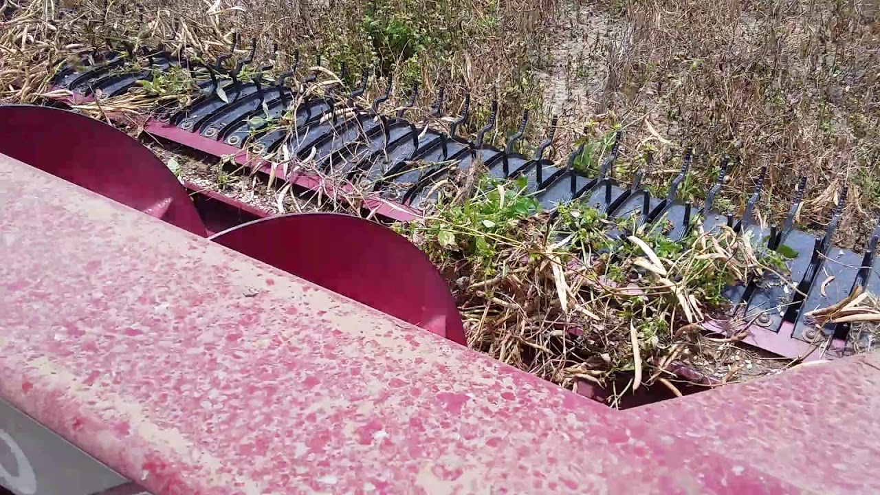 Nova plataforma para feijao