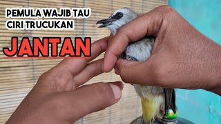 PEMULA WAJIB TAU CIRI TRUCUK JANTAN YANG MUDAH DIPAHAMI