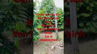 Chính chủ cần bánGần 200 cây sầu riêngNăm thứ 5Ven hồ đami bình thuậnGiá 0948582968