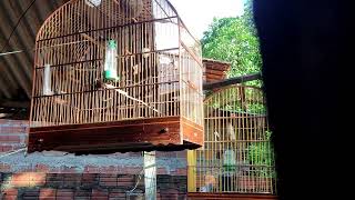 Sibite No Belga Pegando Fogo Rosadinha.