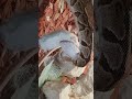 “This Ball Python Feeding Is So Calm It’s Unreal 🐍😱”