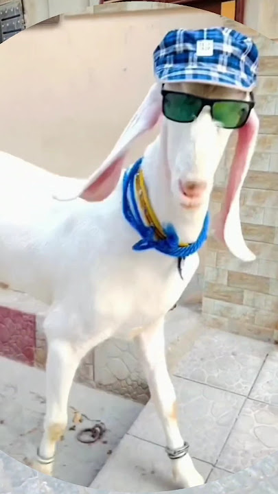 2025 ka sabse Khubsurat bakra Bakra Eid Mubarak 2025 Ho #bakraeidmubaraksong #music #eid