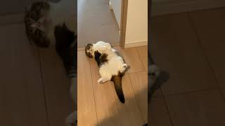 🐈癖の強いアピールをしてくる猫 #shorts