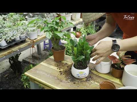 Video: Thay chậu cây cao su: Tìm hiểu khi nào và cách thay chậu cây cao su