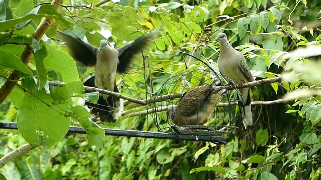 Amazing dove trap using new king of trap - Good quick dove trap