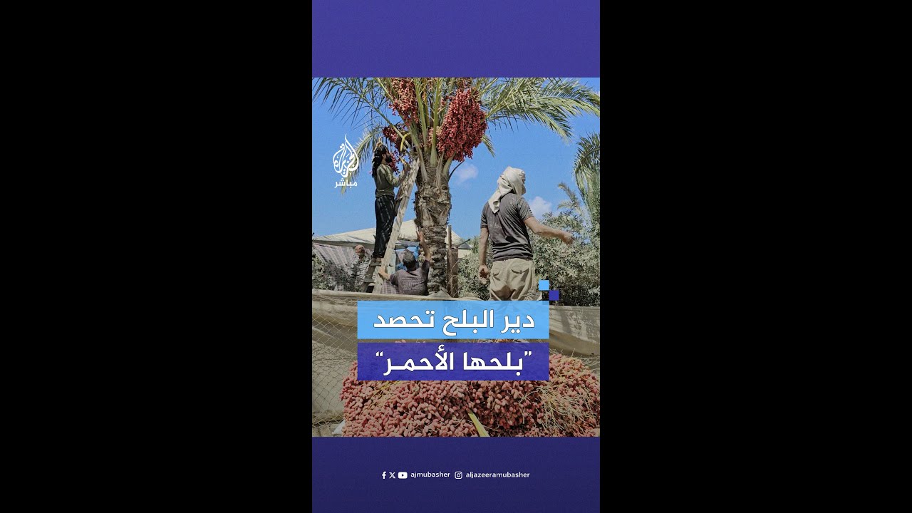 رغم استمرار الحرب.. مزارعو دير البلح يبدؤون قطف محصول “البلح الأحمر” وسط قطاع غزة