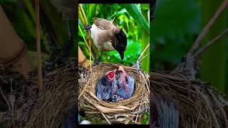 Sissik Dadalih Ekraaro #WanniEnsaykolopeexiyah Ugutta Cutukta