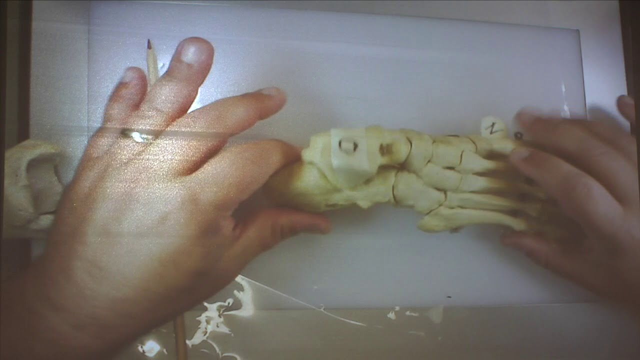 Foot bones video editing software free