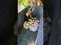 We've found some eggs 😀#food #egg #jamaica