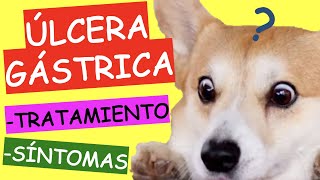 ÚLCERA GÁSTRICA EN PERROS: CAUSAS Y TRATAMIENTO CASERO