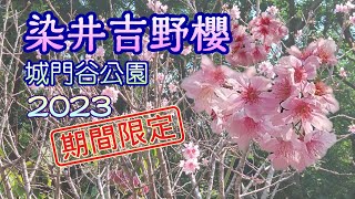 [輕輕鬆鬆，賞花遊蹤] 染井吉野櫻 | 城門谷公園 | Yoshino Cherry | Prunus Yedoensis | Shing Mun Valley Park