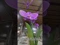 Imitation Orchid Stainless Steel Installation | Commercial Landscape Art