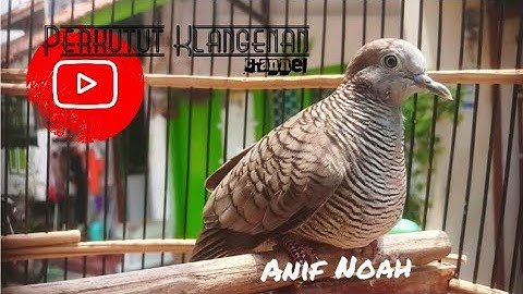 Perkutut kantong semar pedaringan kebak legendaris | Best Collection of Perkutut Kantong Semar