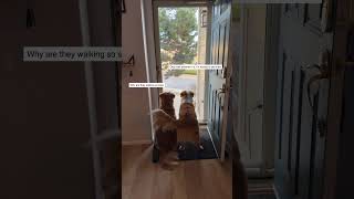 These Dogs Love Nonna And Grandpa