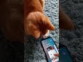 Orange cat Dusty plays animal video!I was trying to watch woodworking lol. He changed it on me.