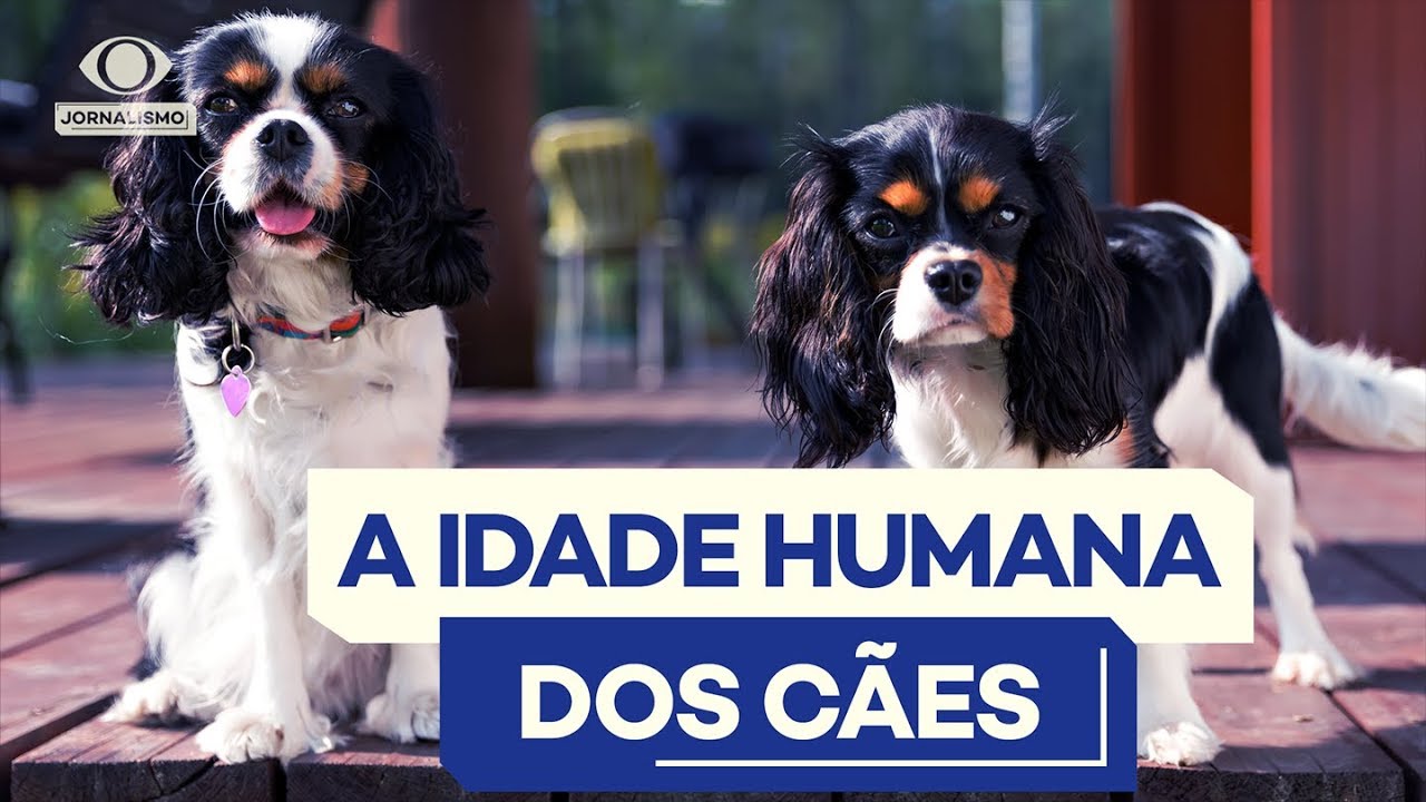 Como calcular a idade de cachorro em relação à humana?