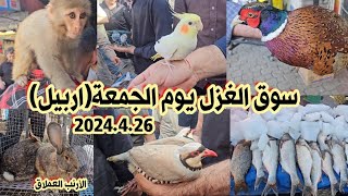 سوق الغزل لبيع وشراء الحيوانات والطيور في أربيل لهذا اليوم الجمعة 2024/4/26