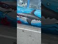 Big shark 🦈 in VENICE BEACH 🏖
