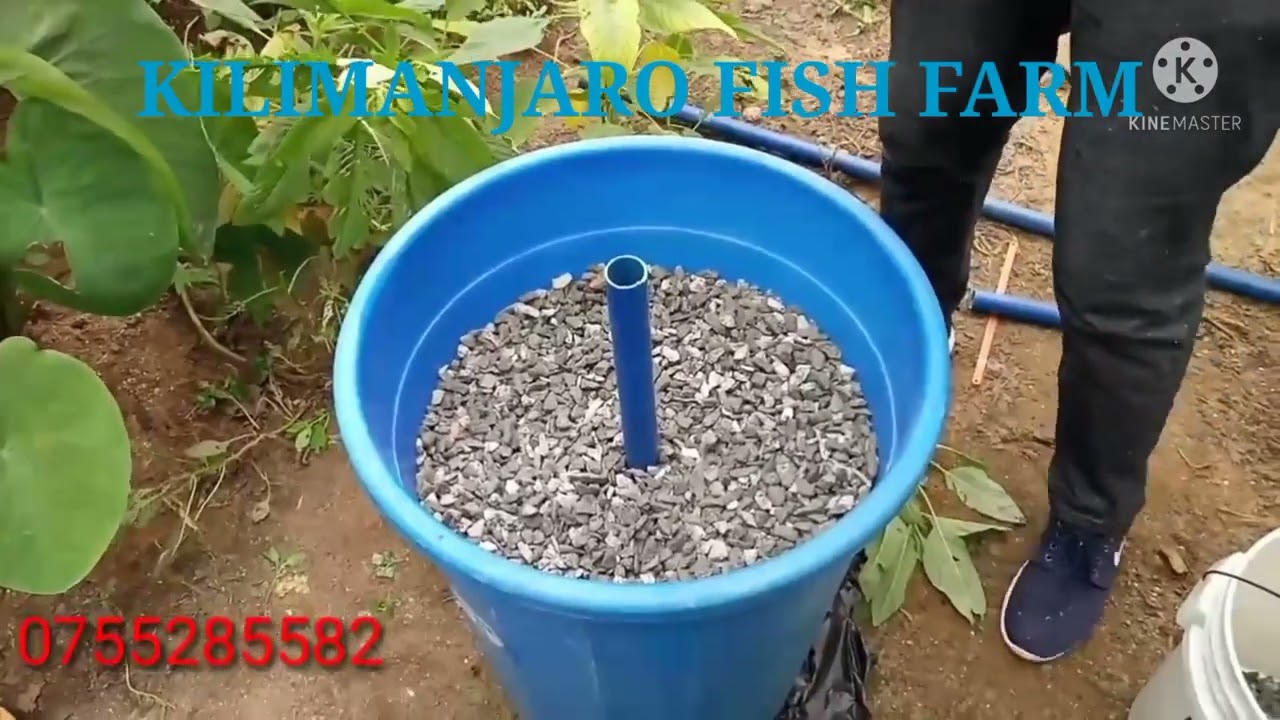 +255 755285582 FUGA SAMAKI, KISASA:JINSI YA KUTENGENEZA BIOFILTER, KUONGEZA OXYGEN NDANI YA  BWAWA