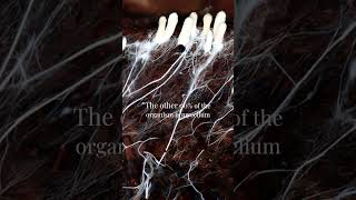 The Real Size Of Mushrooms