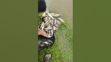 Bí quyết câu cá HIỆU QUẢ nhất 2024 #fishing #shorts