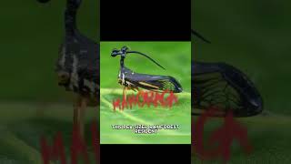 Brazillian Treehopper X Mahoraga