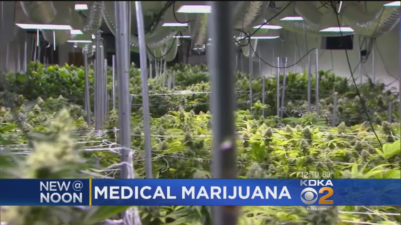 State Begins Registering Doctors For Medical Pot Program
