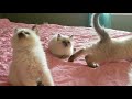 Sanibel's 6 week old kittens.  CFA registered Balinese の動画、YouTube動画。