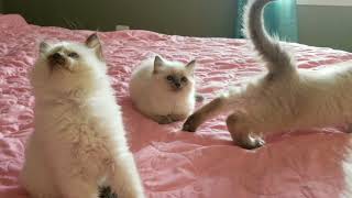Sanibel's 6 week old kittens.  CFA registered Balinese