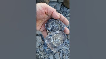 Perfect split on this Yorkshire #ammonite #fossil - whitby #fossilhunter
