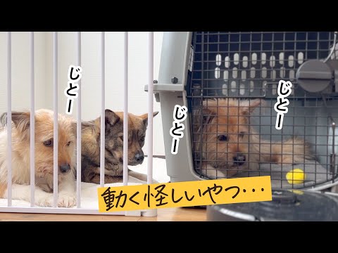 うちに居る、あやしいヤツをみんなでしっかり見張ります！