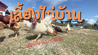 เลี้ยงไก่บ้าน เลี้ยงง่าย โตไว กำไรงาม