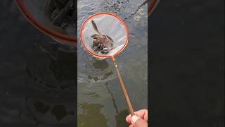 Serok ikan kecil nangkap ikan#fish