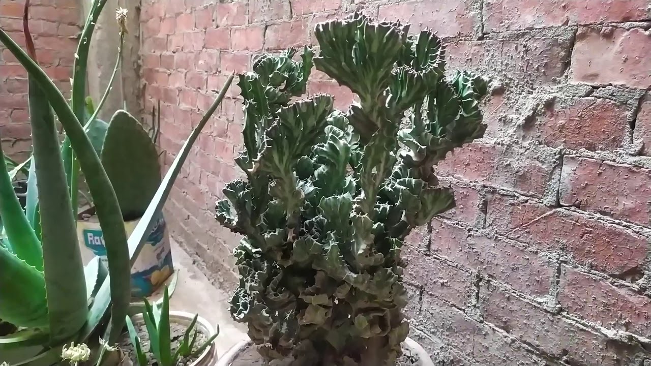 صبار الكرشة شاهد طرق اكثاره و رعايته