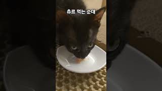 츄르 먹는 순대 #cat #shorts #고양이브이로그 #츄르먹방