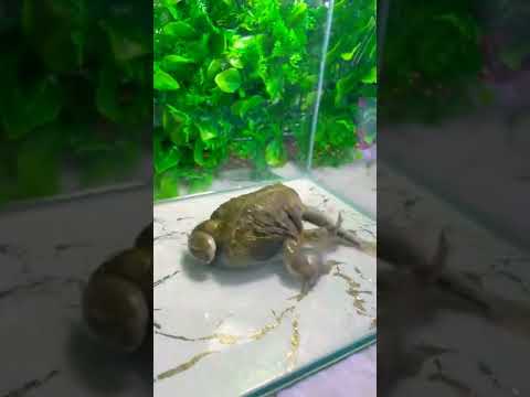 Kodok makan Ikan😱‼️‼️‼️ #shorts #shortvideo #tiktok #viral #fish #frog #reels