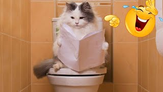 New Funny Animals 😂 Funniest Cats and Dogs Videos 🙉🐶 #30 by AAAG Pets 573 views 5 months ago 12 minutes, 10 seconds